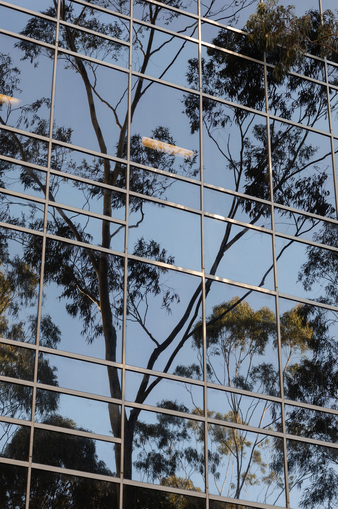 trees reflected on window